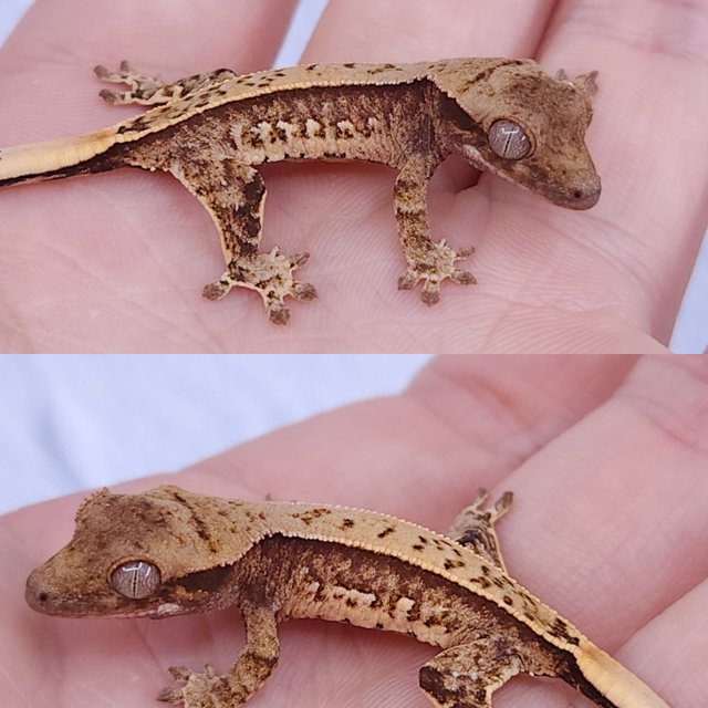 노멀 트라이 풀핀