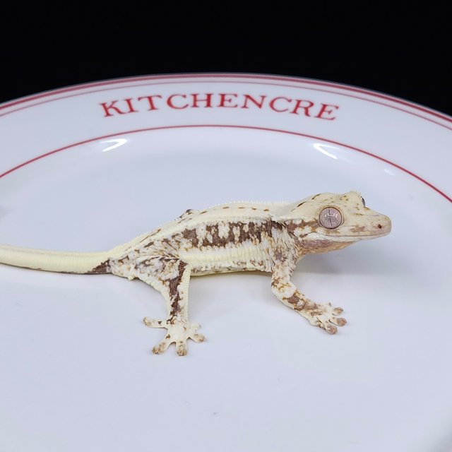 릴리화이트 트라이