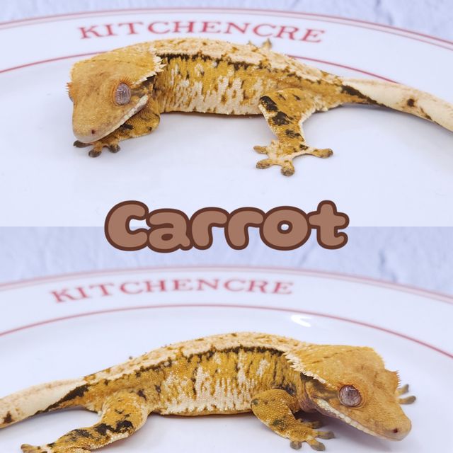 노멀 트라이