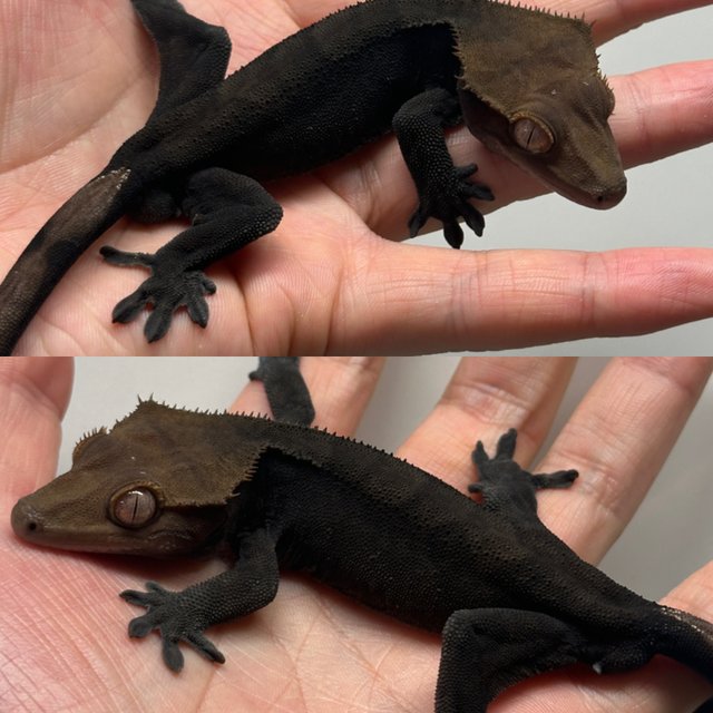 다크 팬텀 블랙 챠콜