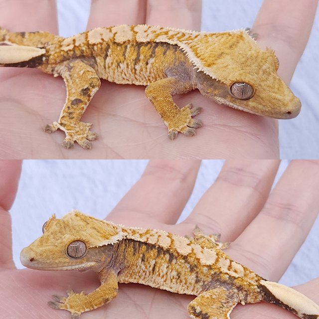 노멀 트라이 익스트림할리퀸