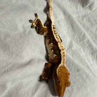 트라이 익스트림할리퀸