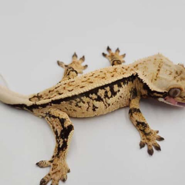 노멀 쿼드 풀핀