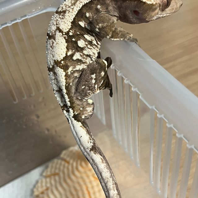 세이블