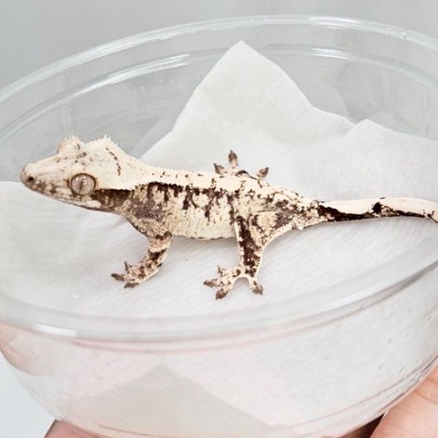 노멀 드리피 화이트스팟