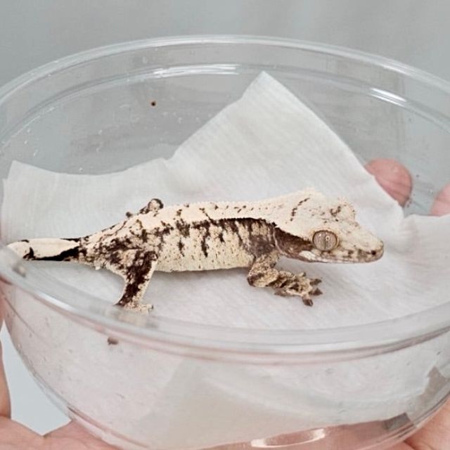 노멀 드리피 화이트스팟