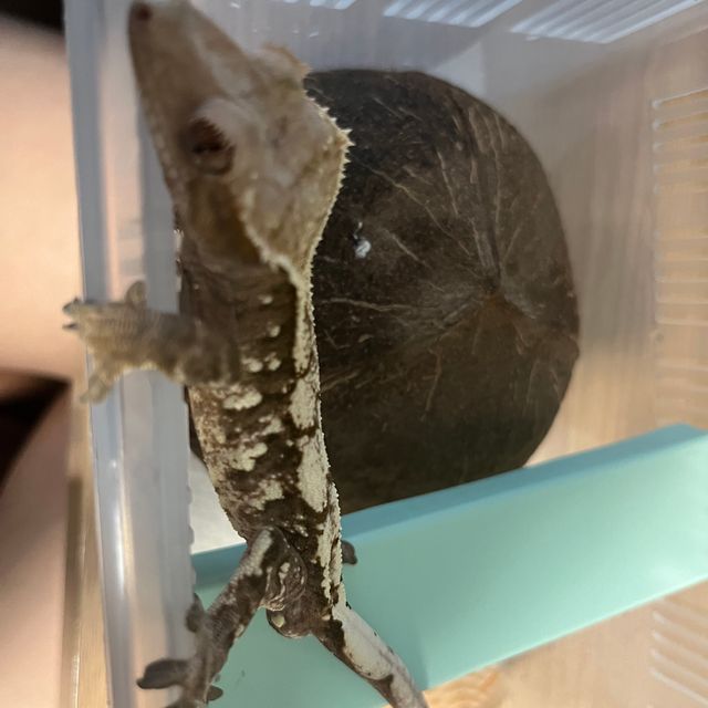 세이블