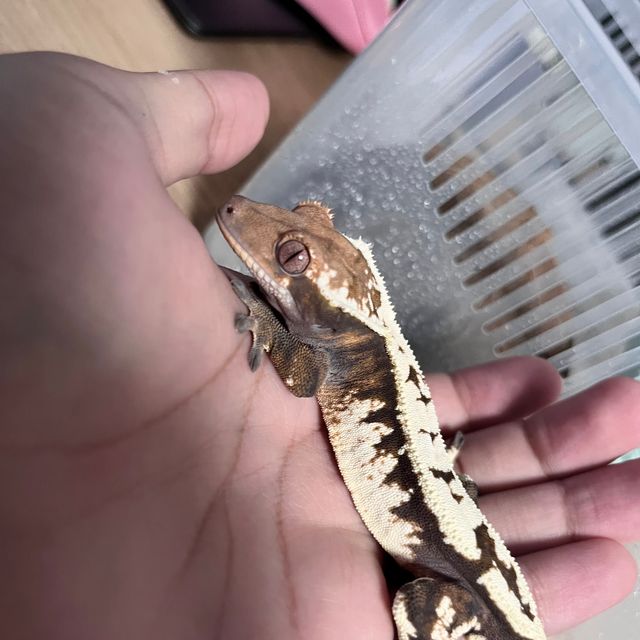 세이블 드리피 블랙 화이트