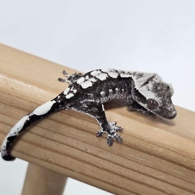 아잔틱