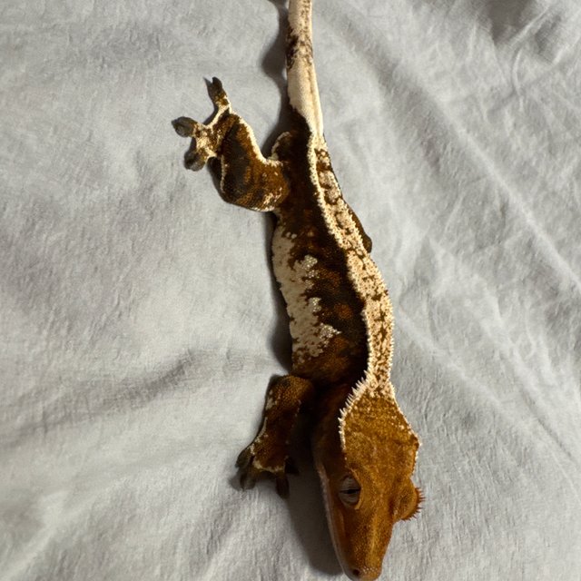 트라이 익스트림할리퀸