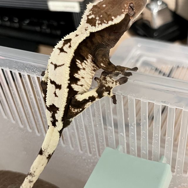 세이블 드리피 블랙 화이트