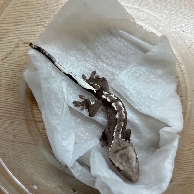 아잔틱