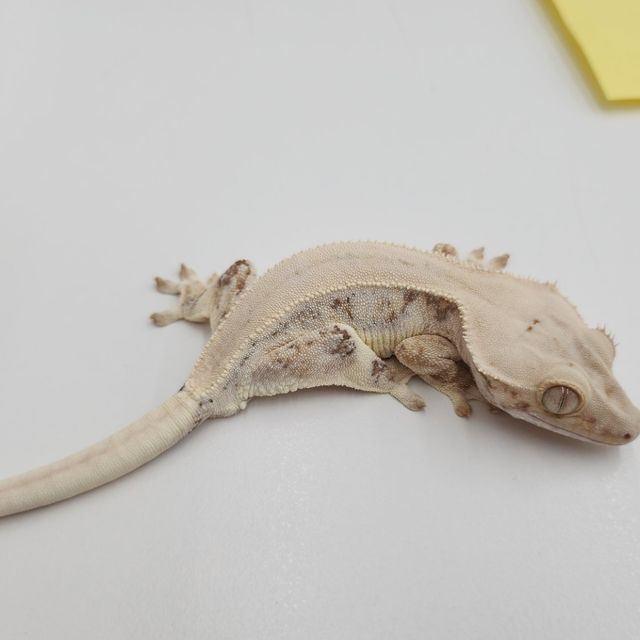 릴리화이트 솔리드백 초초