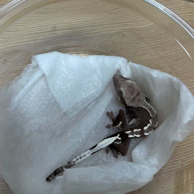 아잔틱