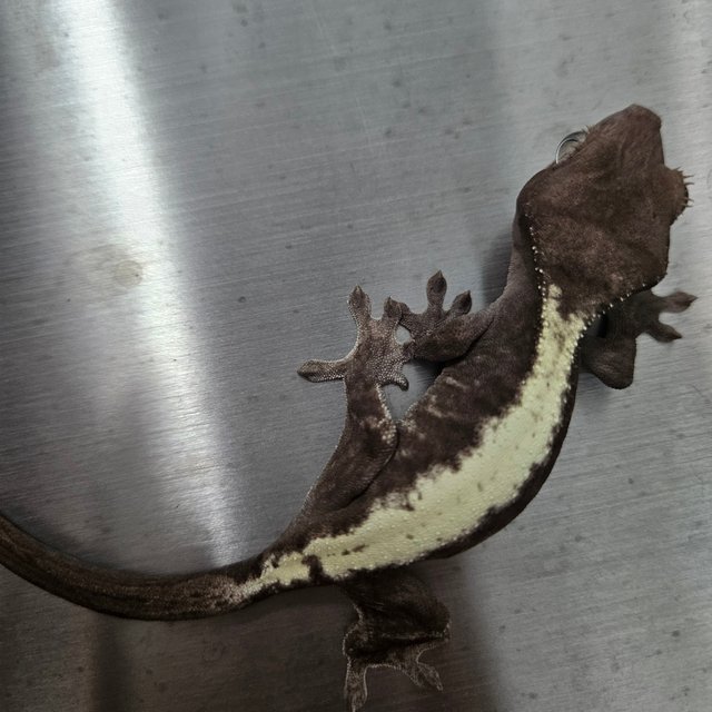 루왁 릴리 100%헷아잔틱