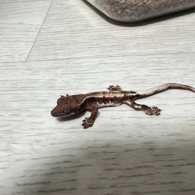 프라푸치노