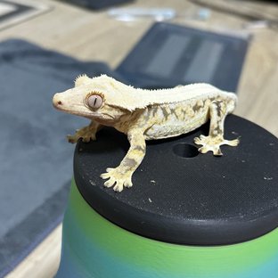 릴리화이트 솔리드백