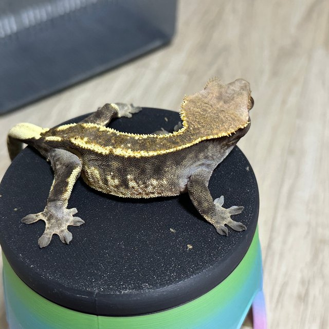 카푸치노 트라이 익스트림할리퀸 텐저린