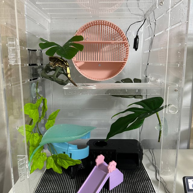 카푸치노 트라이 익스트림할리퀸 텐저린