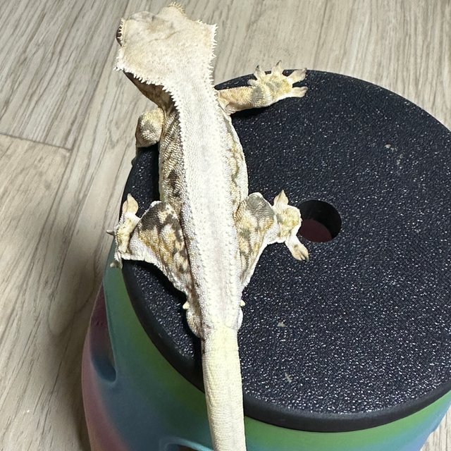 릴리화이트 솔리드백