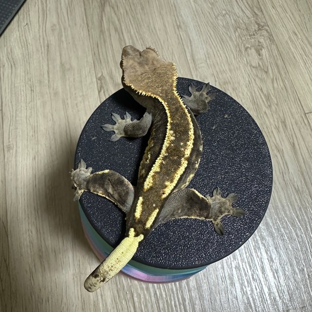 카푸치노 트라이 익스트림할리퀸 텐저린