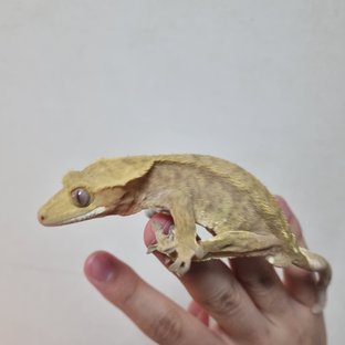 100%헷아잔틱 팬텀