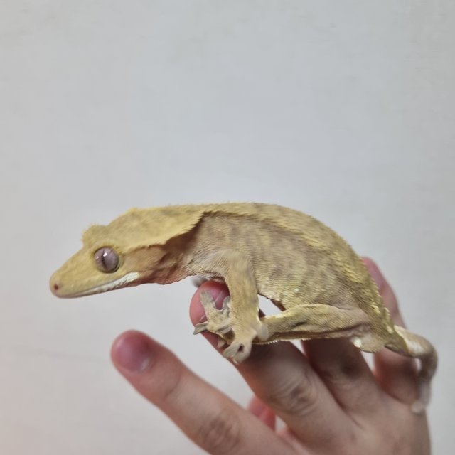 100%헷아잔틱 팬텀