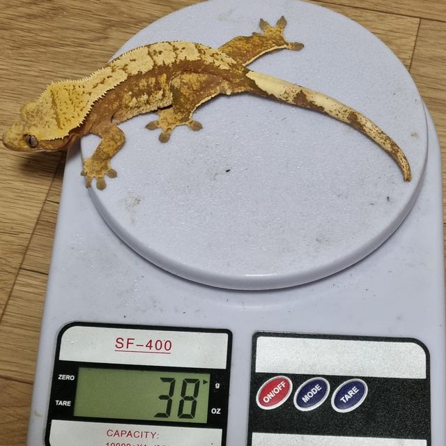 노멀 익스트림할리퀸 할리퀸 크림시클 크림