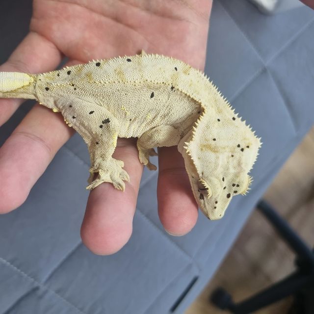 팬텀 달마시안