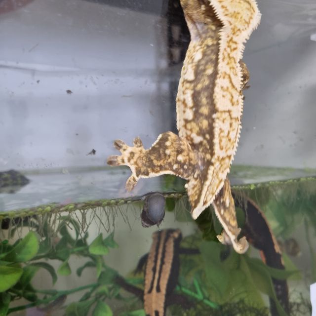 트라이