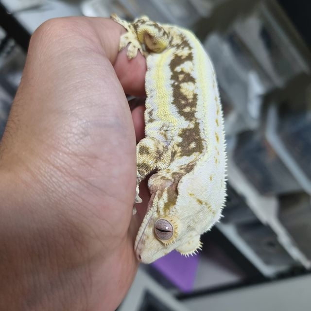 릴리화이트