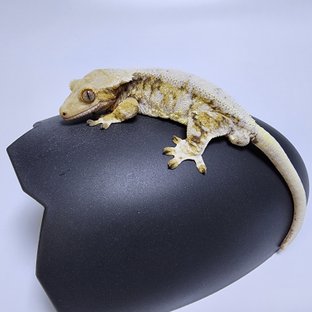 포비