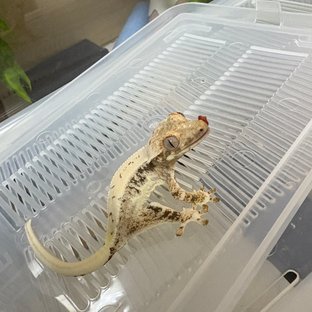 릴리화이트 트라이