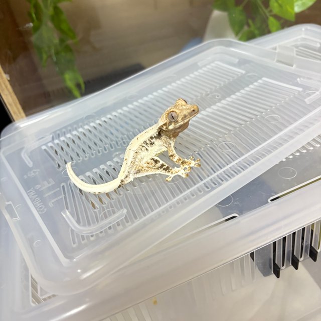 릴리화이트 트라이