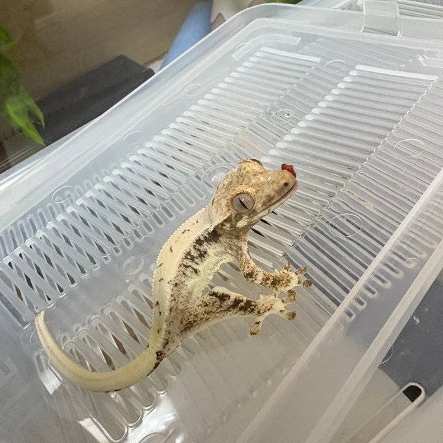 릴리화이트 트라이