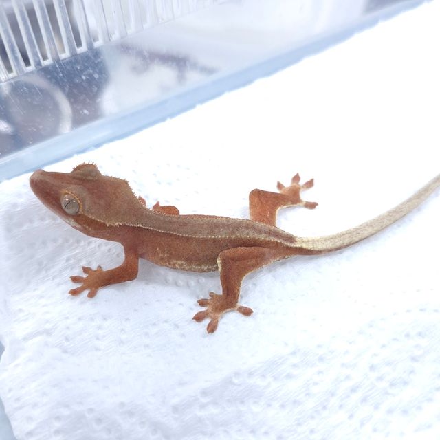 레드 팬텀 릴리화이트