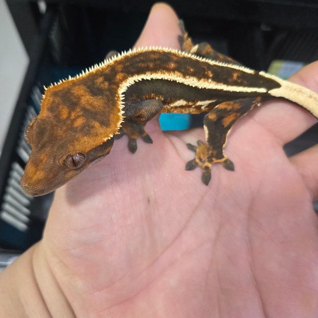 엠티백 슈퍼스트라이프