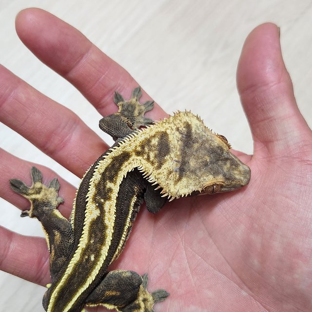 슈퍼스트라이프 엠티백