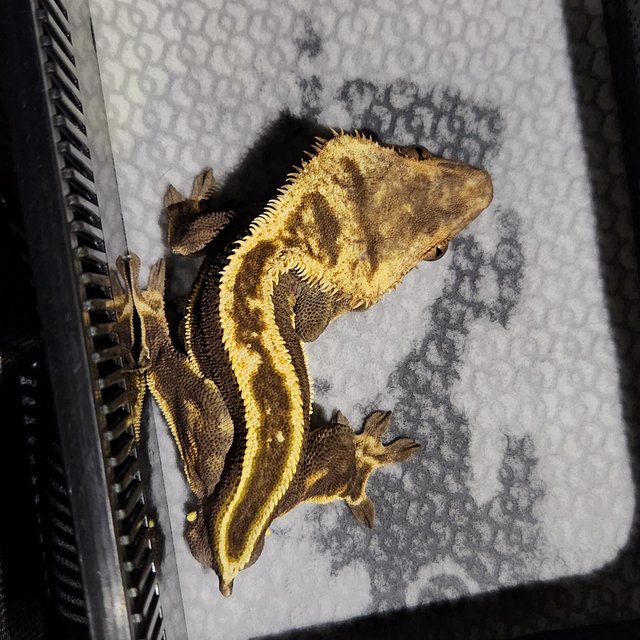 슈퍼스트라이프 엠티백