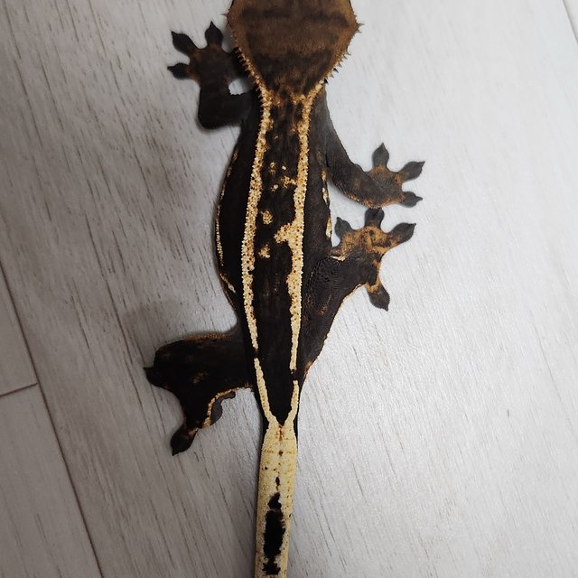 슈퍼스트라이프 엠티백