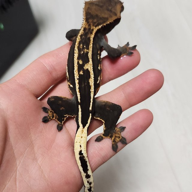 슈퍼스트라이프 엠티백