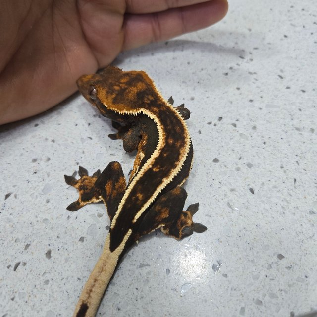 엠티백 슈퍼스트라이프