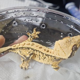 노멀 화이트스팟 드리피 화이트포트홀 익스트림할리퀸 풀핀