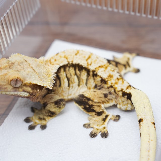 노멀 익스트림할리퀸 트라이