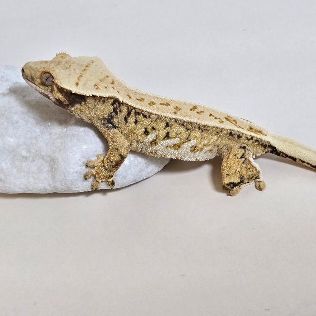 노멀 트라이 익스트림할리퀸