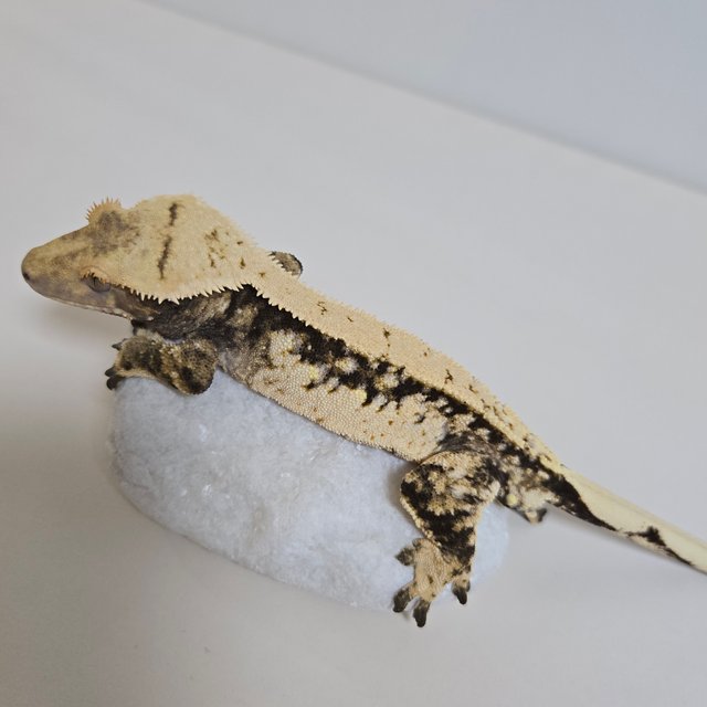 노멀 트라이 쿼드