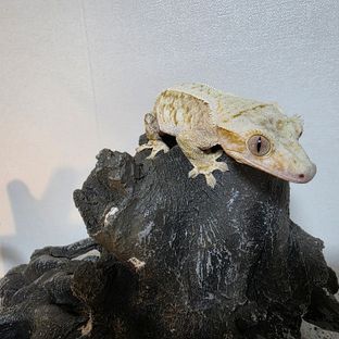 크림