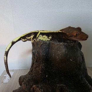 카푸치노