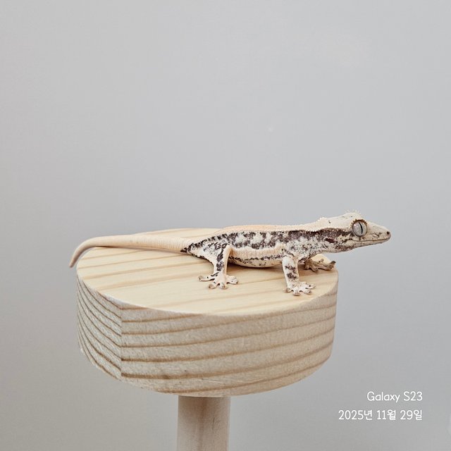 릴리화이트 솔리드백