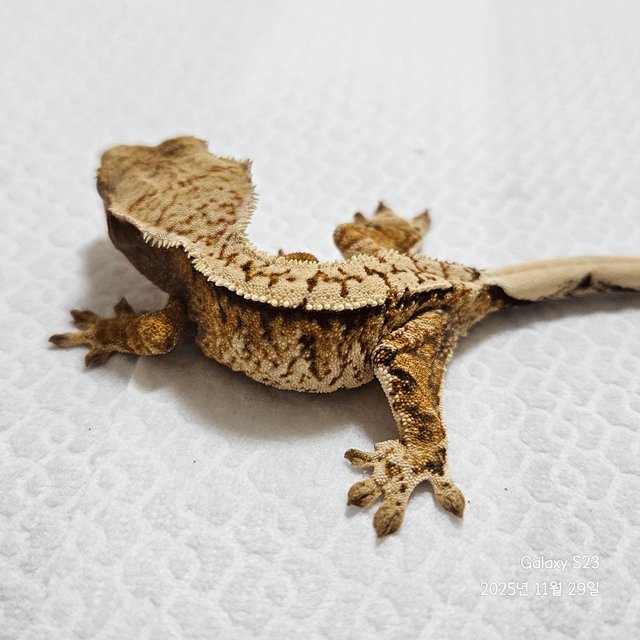 노멀 트라이 익스트림할리퀸